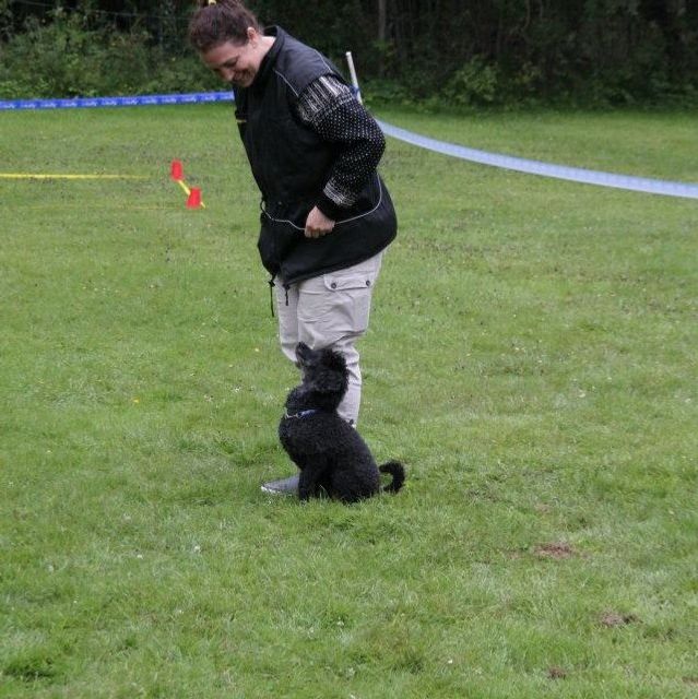 Lydighetstrening med Chica